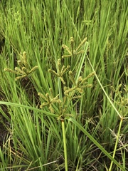 Cyperus imbricatus