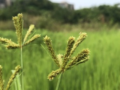 Cyperus imbricatus