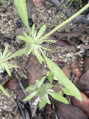 Euphorbia davidii