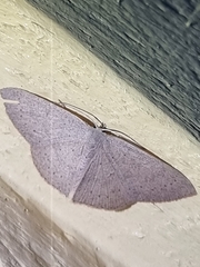 Cyclophora