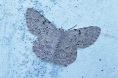 Pingasa pseudoterpnaria