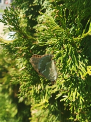 Argynnis pandora