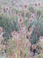 Dipsacus strigosus