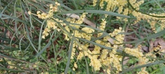 Acacia mucronata longifolia