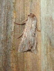 Ichneutica ustistriga
