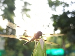 Rhyothemis variegata