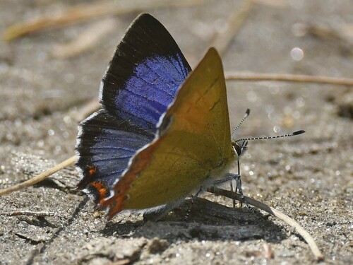 Eastern Blue Sapphire