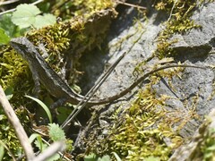 Agamidae