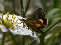 Pyrausta silhetalis