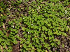 Geranium potentilloides