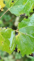 Eriophyes diversipunctatus