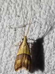 Crocanthes prasinopis