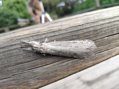 Acanthaclisini