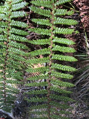 Polystichum vestitum