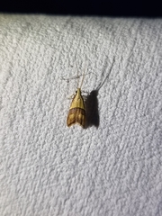 Crocanthes prasinopis