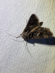 Ctenoplusia limbirena