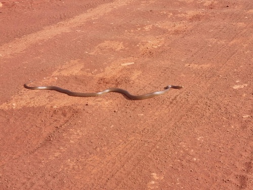 Photo of a Western Desert Taipan (Oxyuranus temporalis)