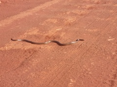Central Ranges Taipan photo 2