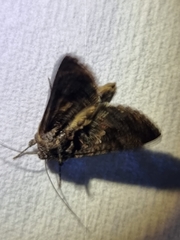 Ctenoplusia limbirena