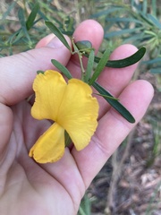 Gompholobium latifolium
