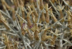 Centaurea spinosa