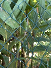 Argiope picta