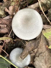 Clitocybe odora