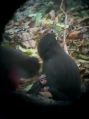 Macaca nigra