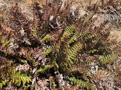Polystichum vestitum