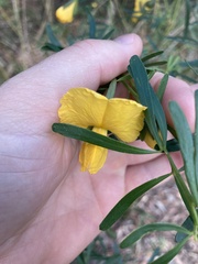 Gompholobium latifolium