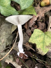 Clitocybe odora