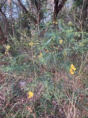 Gompholobium latifolium