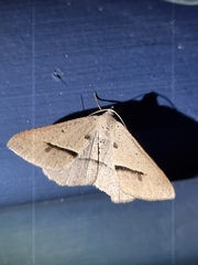 Isturgia penthearia