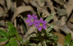 Lythrum virgatum