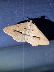 Isturgia penthearia