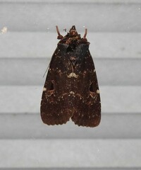 Austramathes purpurea