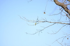 Andropadus importunus