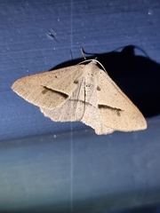 Isturgia penthearia