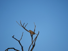 Cincloramphus mathewsi