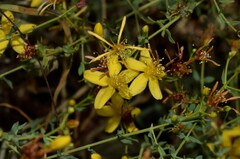 Hypericum triquetrifolium