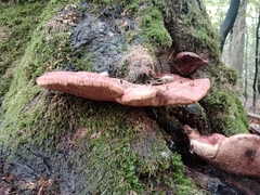 Ganoderma applanatum