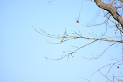 Andropadus importunus