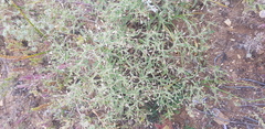 Stellaria dichotoma