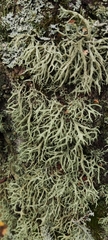 Evernia mesomorpha