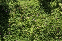 Heterotis rotundifolia