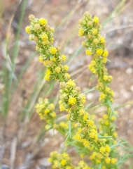 Artemisia palustris