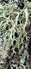 Evernia mesomorpha