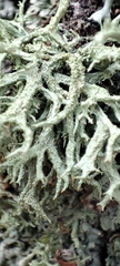 Evernia mesomorpha