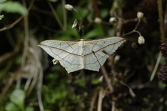 Timandra correspondens