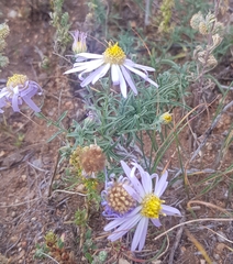 Aster altaicus